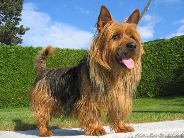 Australian Terrier 1