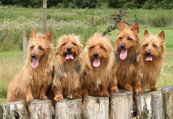 Australian Terrier 2