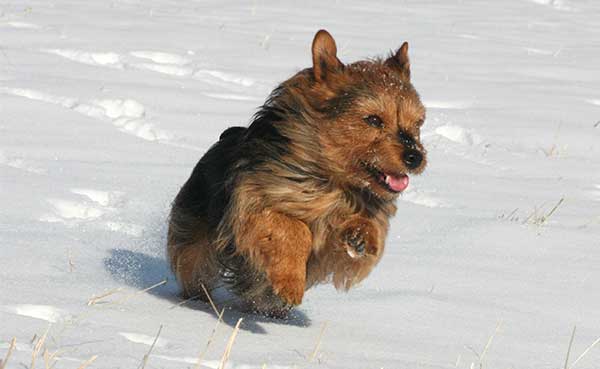 Australian Terrier 3