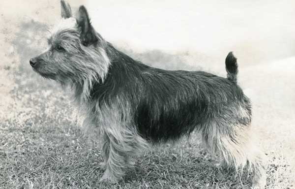 Australian Terrier 5