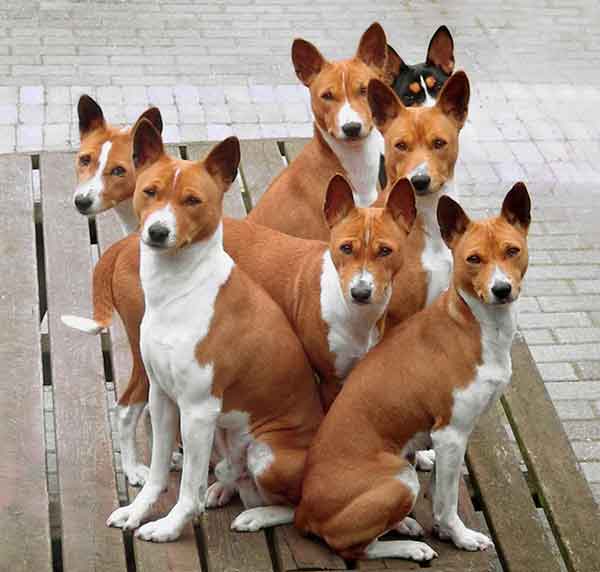 Basenji 2