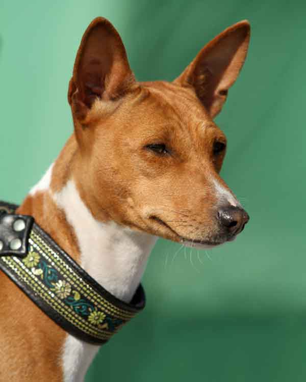 Basenji 3