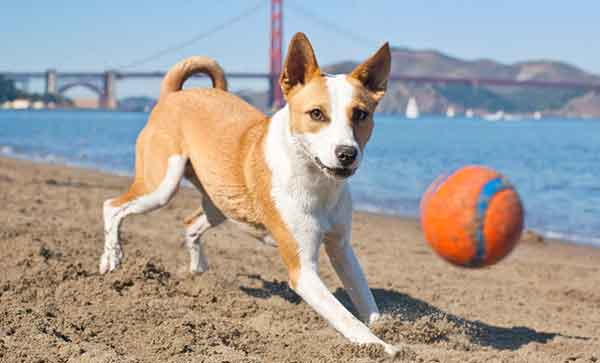 Basenji 4