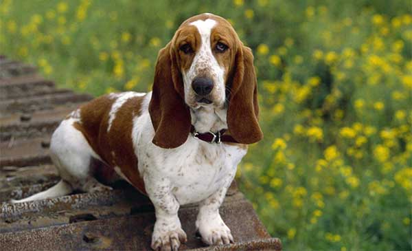 Basset Hound 1