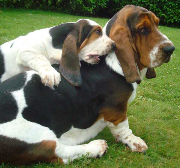 Basset Hound 3