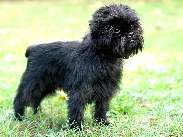 affenpinscher 02