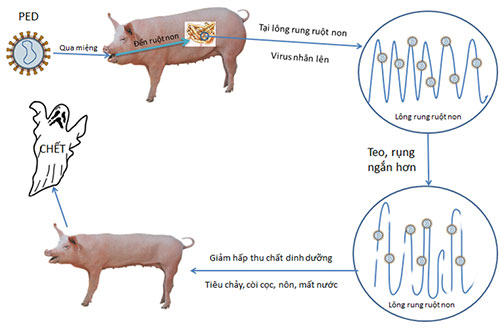 Cơ chế xâm nhiễm của PED