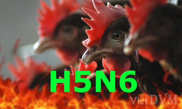 cum h5n6