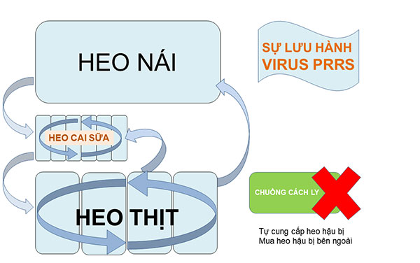 Bệnh tai xanh trên heo lưu hành trong trại