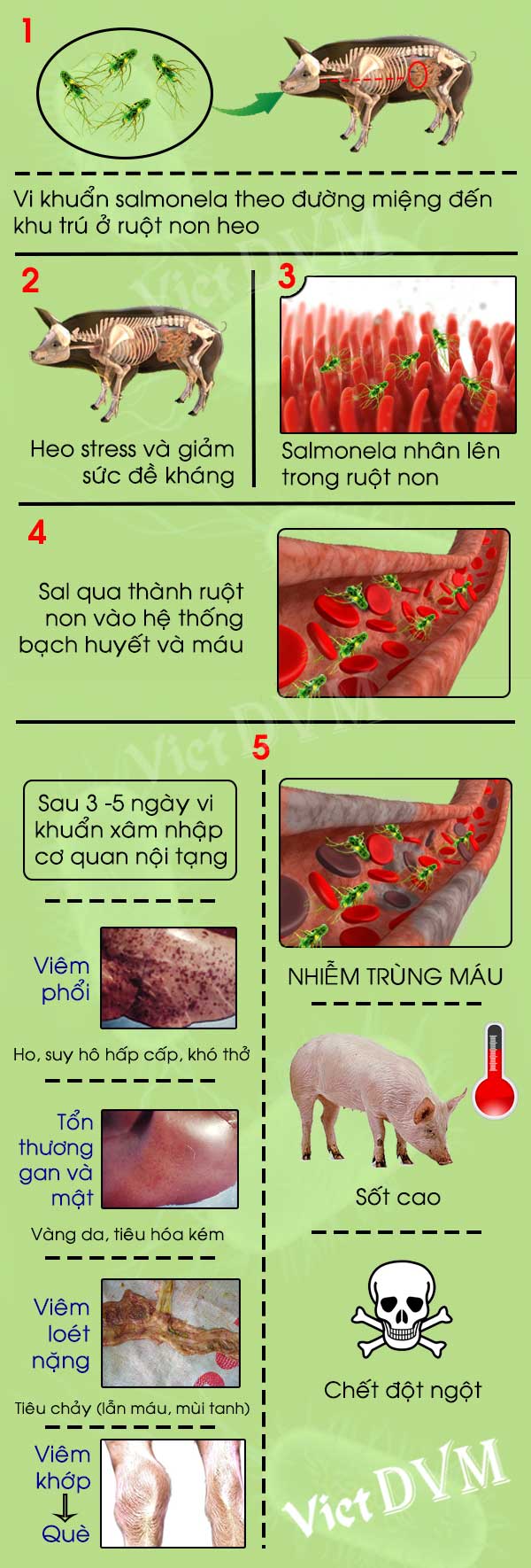 Bệnh Phó Thương Hàn (Salmonellosis) Trên Heo - Vietdvm | Trang Thông Tin  Kiến Thức Chăn Nuôi Uy Tín