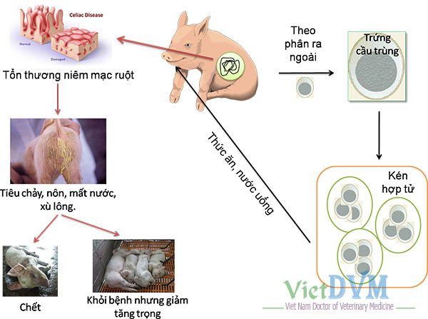 Cơ chế của bệnh cầu trùng trên heo