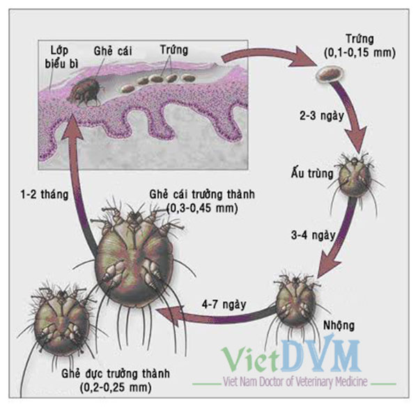 Vòng đời của Sarcoptes scabiei (ghẻ heo)