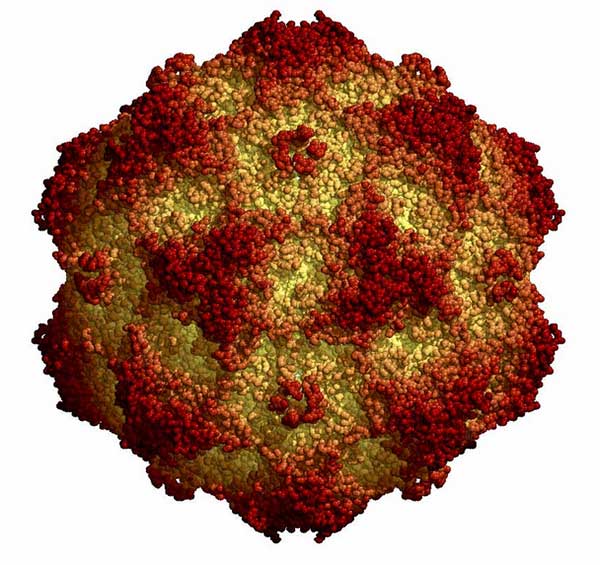 Virus Parvo