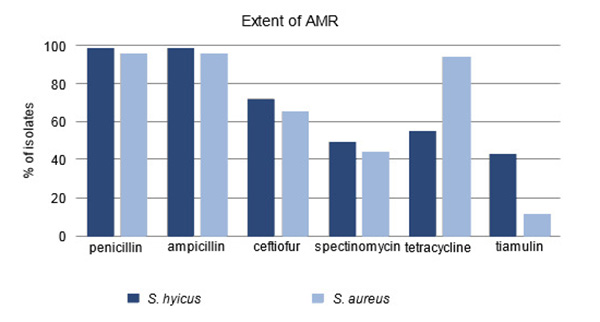 staphylococcus hyicus 9