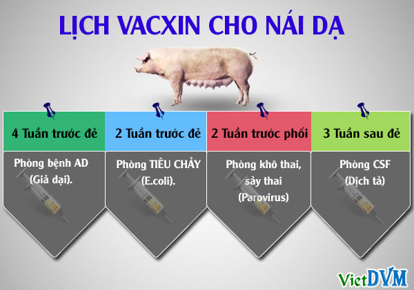 lich vaccine cho heo nai da