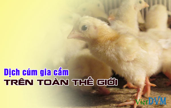 Tình hình dịch cúm gia cầm trên toàn thế giới  tháng 3/2016