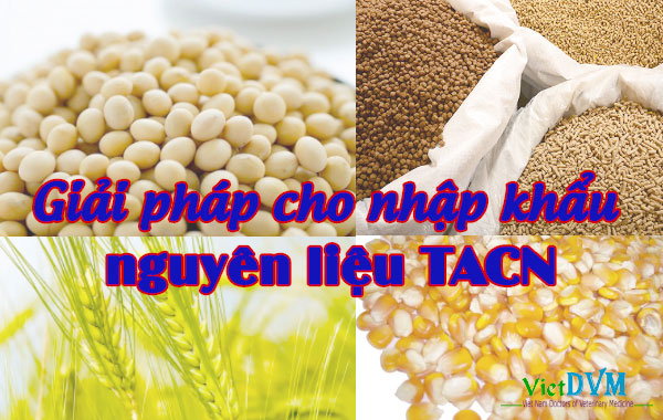 Nguyên liệu thức ăn chăn nuôi Việt Nam phải nhập khẩu hàng năm chiếm 60%).