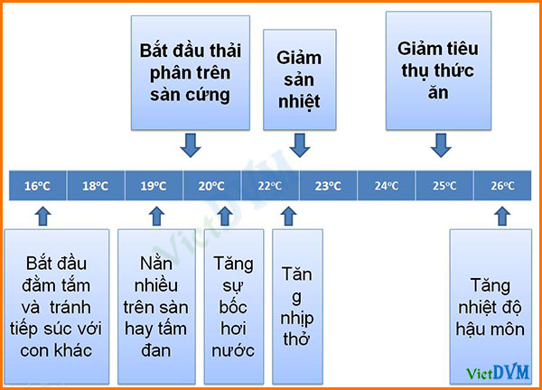 Phản ứng của heo thịt đối với nhiệt độ chuồng nuôi