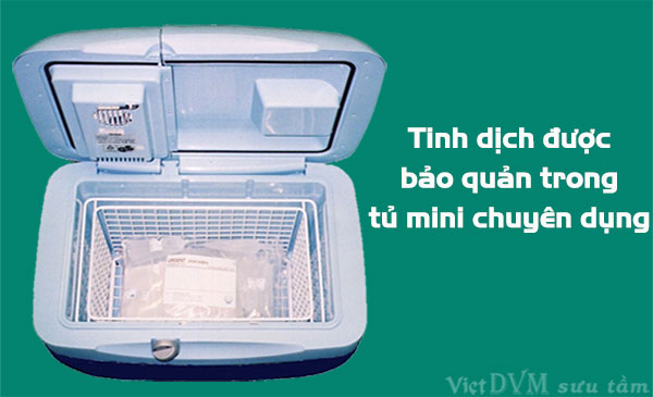 Tinh dịch được bảo quản trong tủ bảo quản tinh mini chuyên dụng