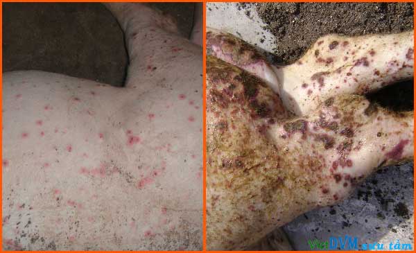 Bệnh Circo - heo xuất hiện nhiều nốt đỏ, vết loét với kích thước khác nhau trên da