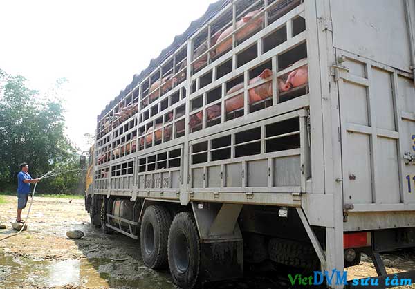 Đua nhau nuôi heo bán cho Trung Quốc 