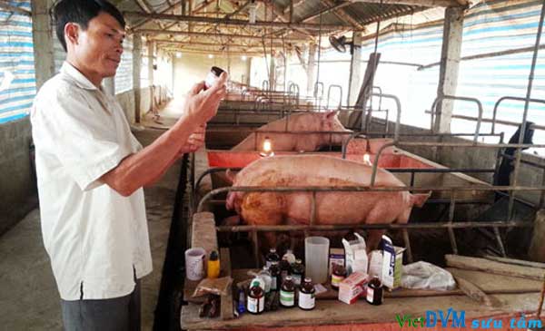Ông Đào Duy Hòa đang chăm sóc đàn lợn của gia đình