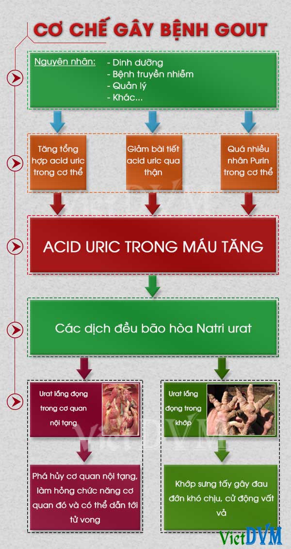 Cơ chế của bệnh Gout trên gà