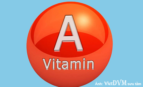  Thiếu vitamin A là một trong những nguyên nhân chủ yếu dẫn đến hội chứng Gout trên gà