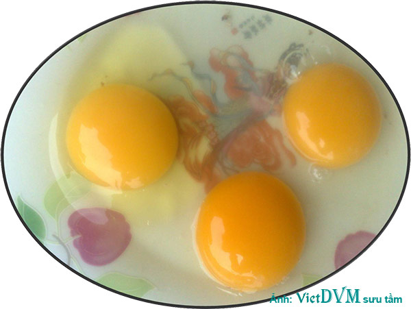 Lòng trắng trứng bị loãng trong bệnh ký sinh trùng đường máu do leucocytozoon