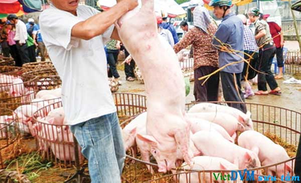 Thị trường Trung Quốc: vẫn để ngỏ cho thịt heo của Việt Nam