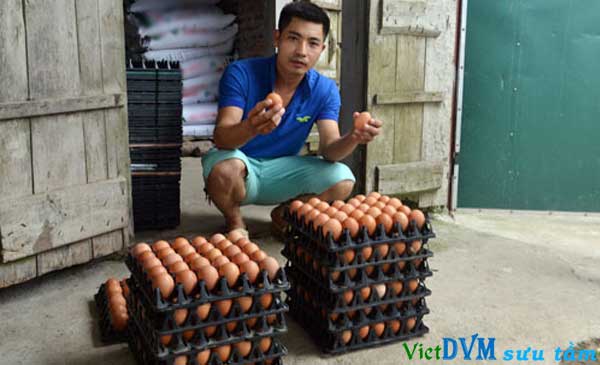 Anh Đào Quang Giới giới thiệu sản phẩm trứng gà tại trang trại của gia đình ở xã Liên Châu, huyện Thanh Oai (Hà Nội)