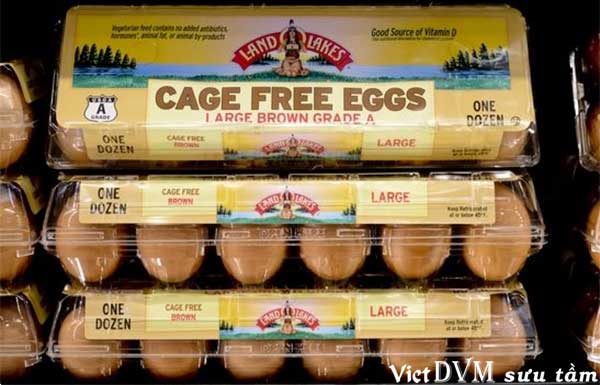 Trứng của các trại nuôi lồng tự do đang là sự lựa chọn của hầu hết các cửa hàng bán lẻ và các chuỗi cửa hàng thực phẩm.