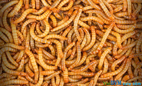 Sâu bột - là một trong những côn trùng chọn làm nguyên liệu thức ăn chăn nuôi