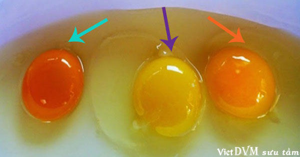 Bổ sung carotenoid vào khẩu phần ăn của gà còn giúp tăng khả năng chống oxy hóa cho trứng