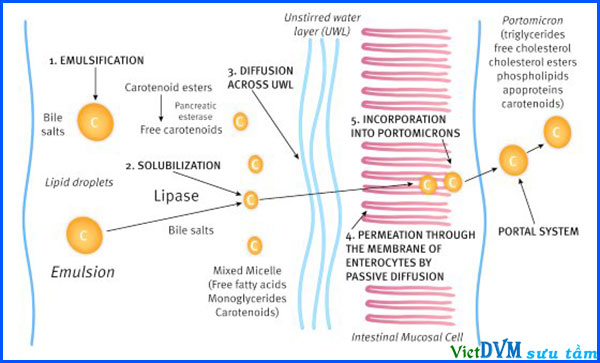 Sơ đồ hấp thu carotenoid trong ruột