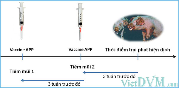 Nguyên tắc chọn thời điểm tiêm vaccine 