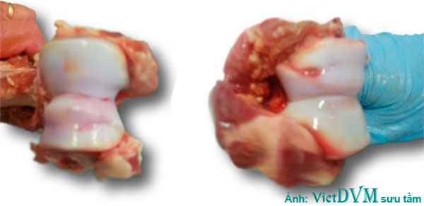 Sụn của heo nái bình thường (bên trái) - sụn của heo nái bị hội chứng Osteochondrosis (bên phải)