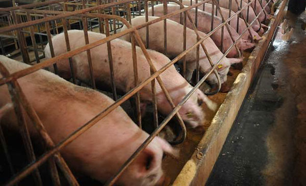 Trung Quốc giảm mua nên lợn hơi rớt giá mạnh