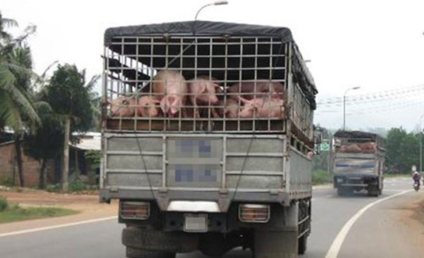 Việc xuất khẩu lợn mỡ sang Trung Quốc vẫn là tiểu ngạch