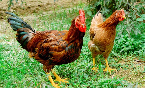 Hiện nay gà thả vườn đang có sức tiêu thụ vượt xa so với gà thịt công nghiệp