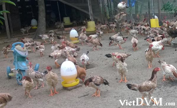 Lợi nhuận chăn nuôi gà thả vườn luôn phụ thuộc vào rẩt nhiều yếu tố