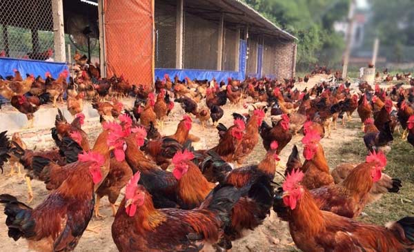 Lợi thế trong chăn nuôi gà thả vườn ở nước ta