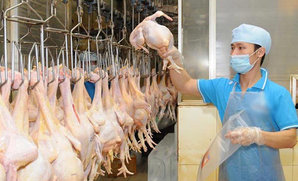  Đóng gói sản phẩm thịt gà để cung cấp ra thị trường. (Ảnh: An Hiếu/TTXVN)