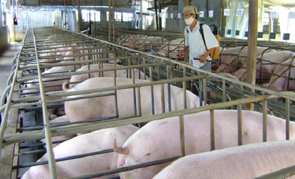 Hasco sẽ cung cấp 5.000 tấn thịt lợn sạch tại Hà Nội