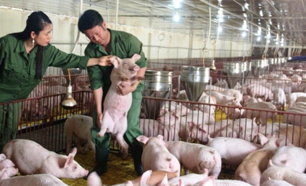HTX chăn nuôi lợn nái của chị Hằng là mô hình điển hình phát triển kinh tế trong xây dựng NTM ở Hà Tĩnh