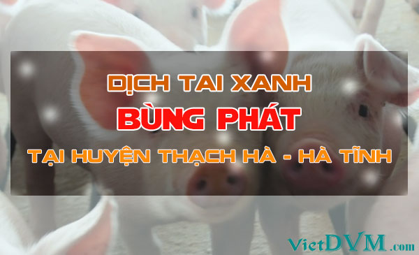 Hà Tĩnh xuất hiện dịch tai xanh ở lợn