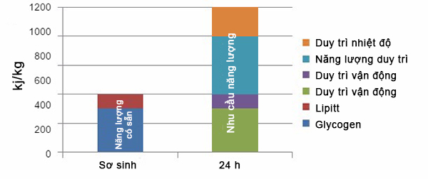 Năng lượng duy trì của heo sơ sinh và sau 24 giờ của heo con