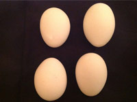 Cách chẩn đoán bệnh trên gà thông qua phân tích các vấn đề của trứng (phần 1) - VietDVM | Trang thông tin kiến thức Chăn nuôi UY TÍN