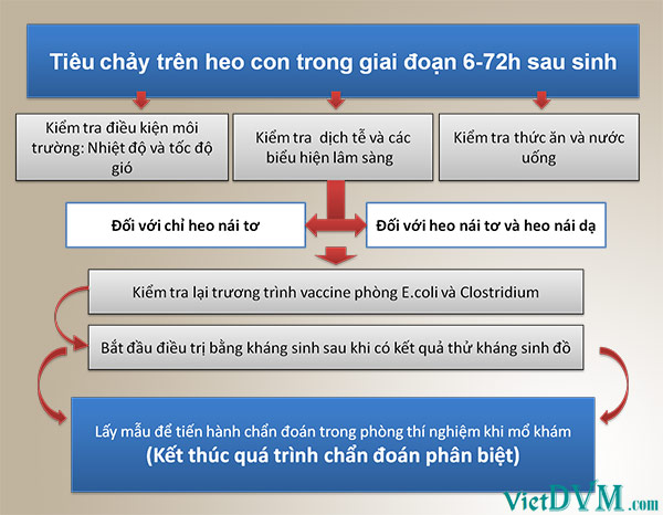 Quá trình hành động ra khi trại nhiễm bệnh E.coli