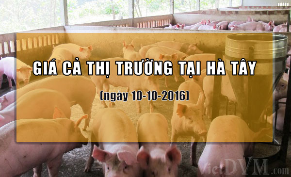 Cập nhật giá cả thị trường tại Hà Tây (cũ)